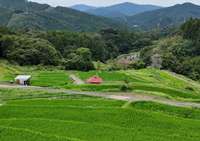 夏の久留女木の棚田の風景