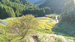 秋の大栗安の棚田の風景
