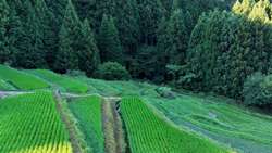 夏の大栗安の棚田の風景